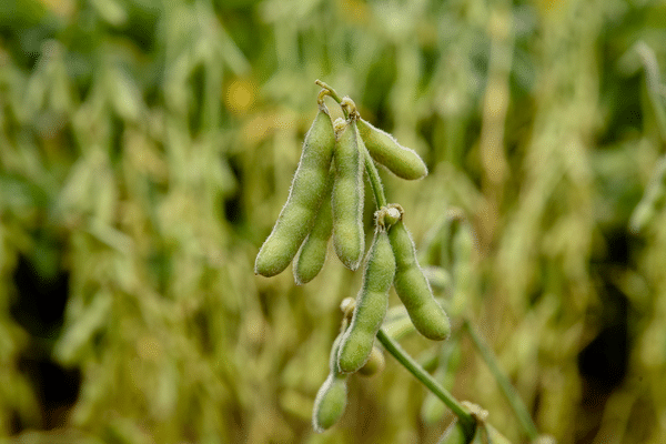 Grow Your Own Green Beans: A Step-by-step Guide - Tehila Deutsch 