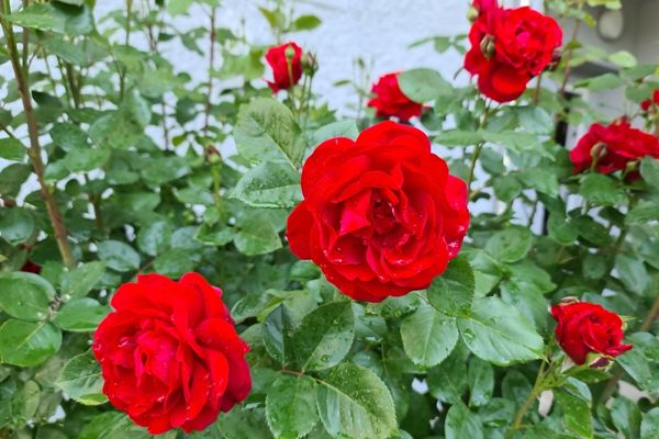 How to Cultivate a Garden of Roses: A Step-by-Step Guide - Tehila ...